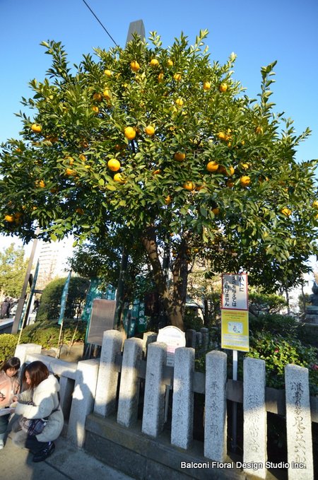 D7K 0395